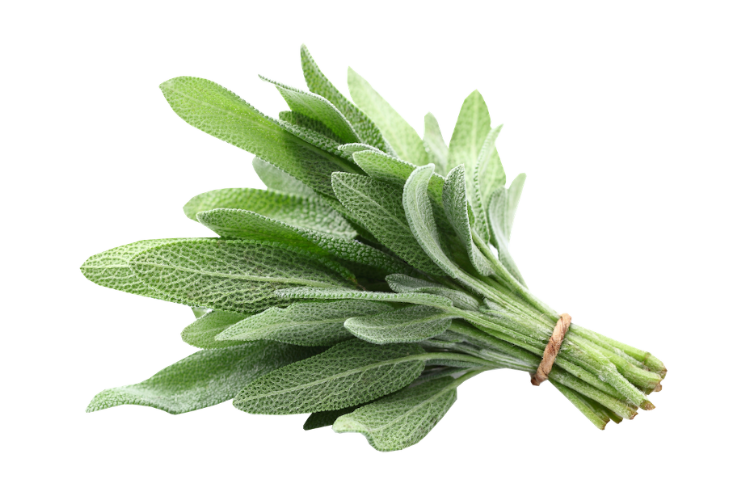 herbs-sage-live
