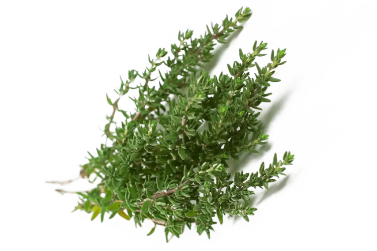 herbs-thyme-live