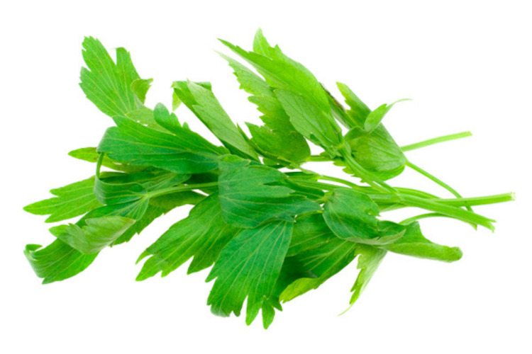 lovage-scale